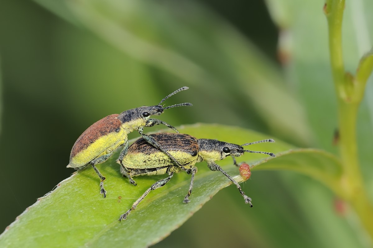 Chlorophanus graminicola